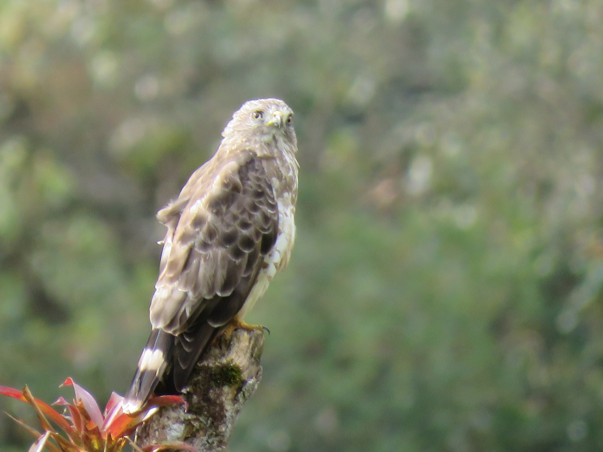 Broad-winged Hawk - ML645876054