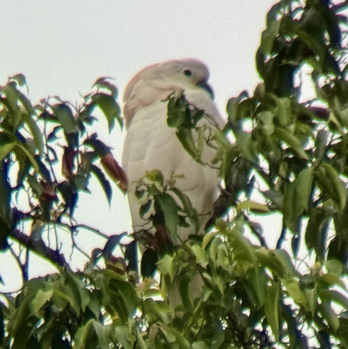 Maluku Kakadusu - ML645876055