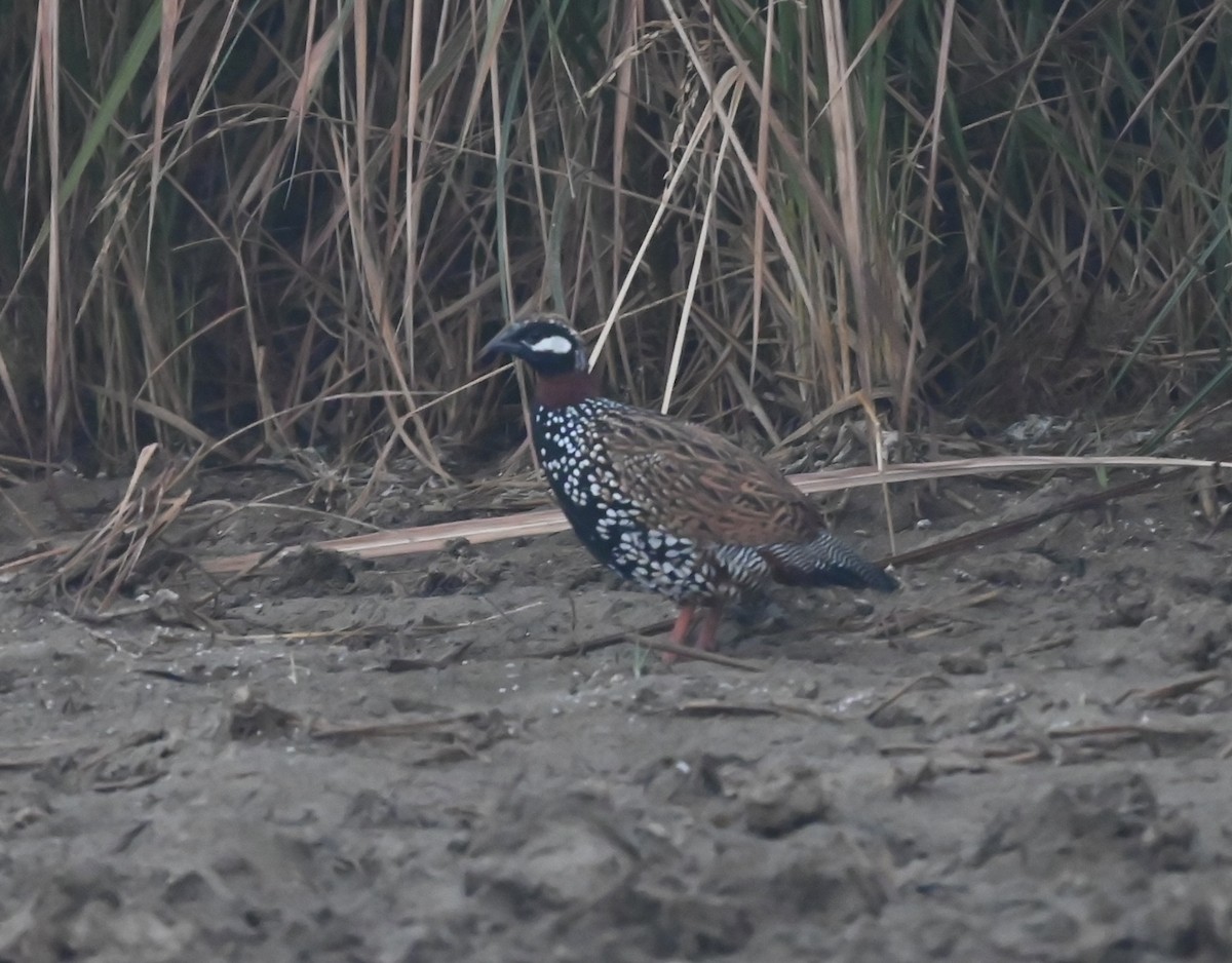 Black Francolin - ML645876057
