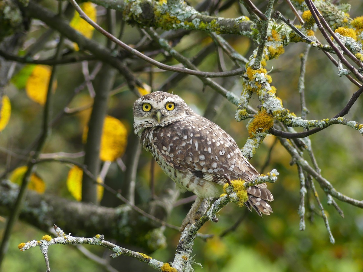 Burrowing Owl - ML645876058