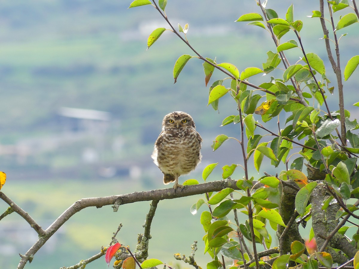 Burrowing Owl - ML645876060