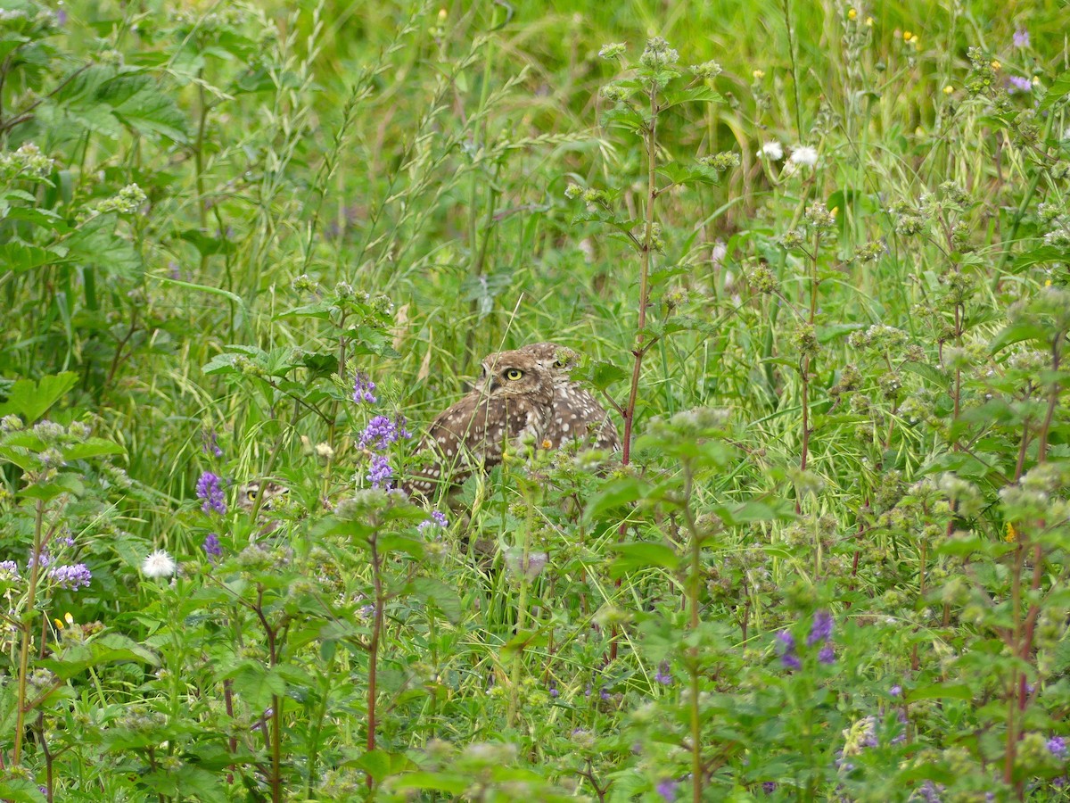 Burrowing Owl - ML645876063