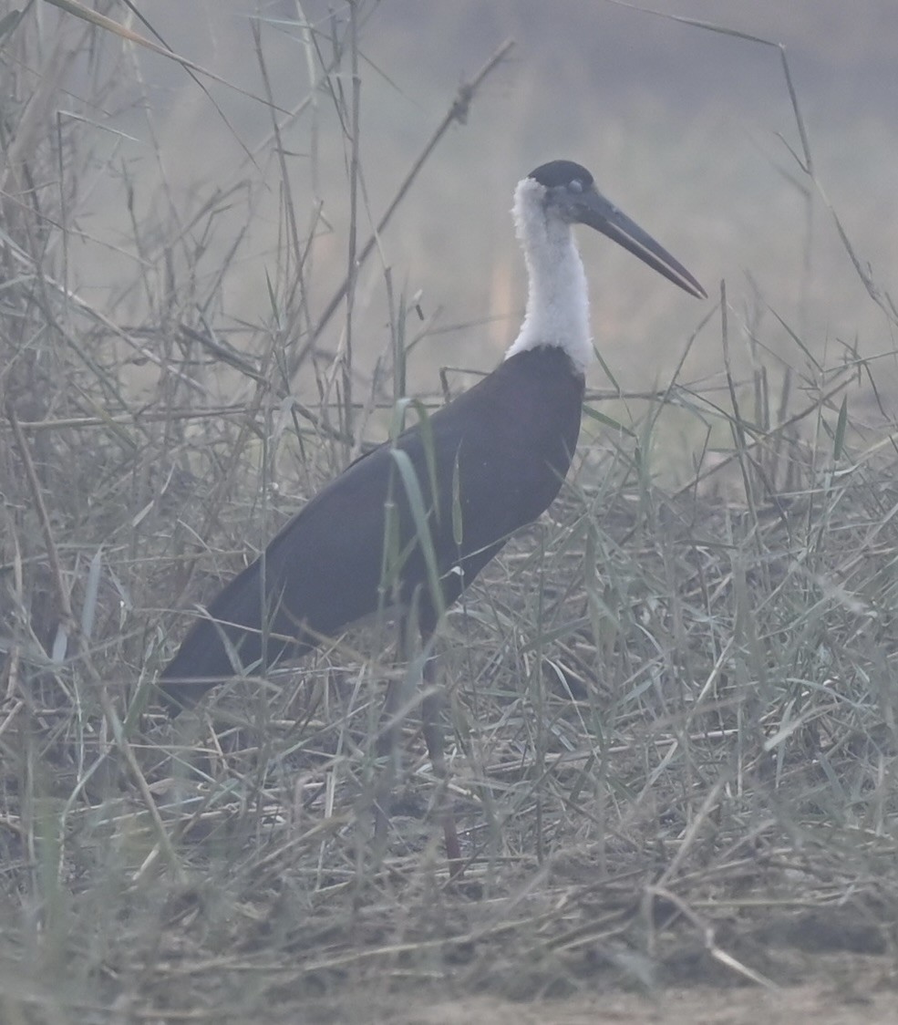 Asian Woolly-necked Stork - ML645876067
