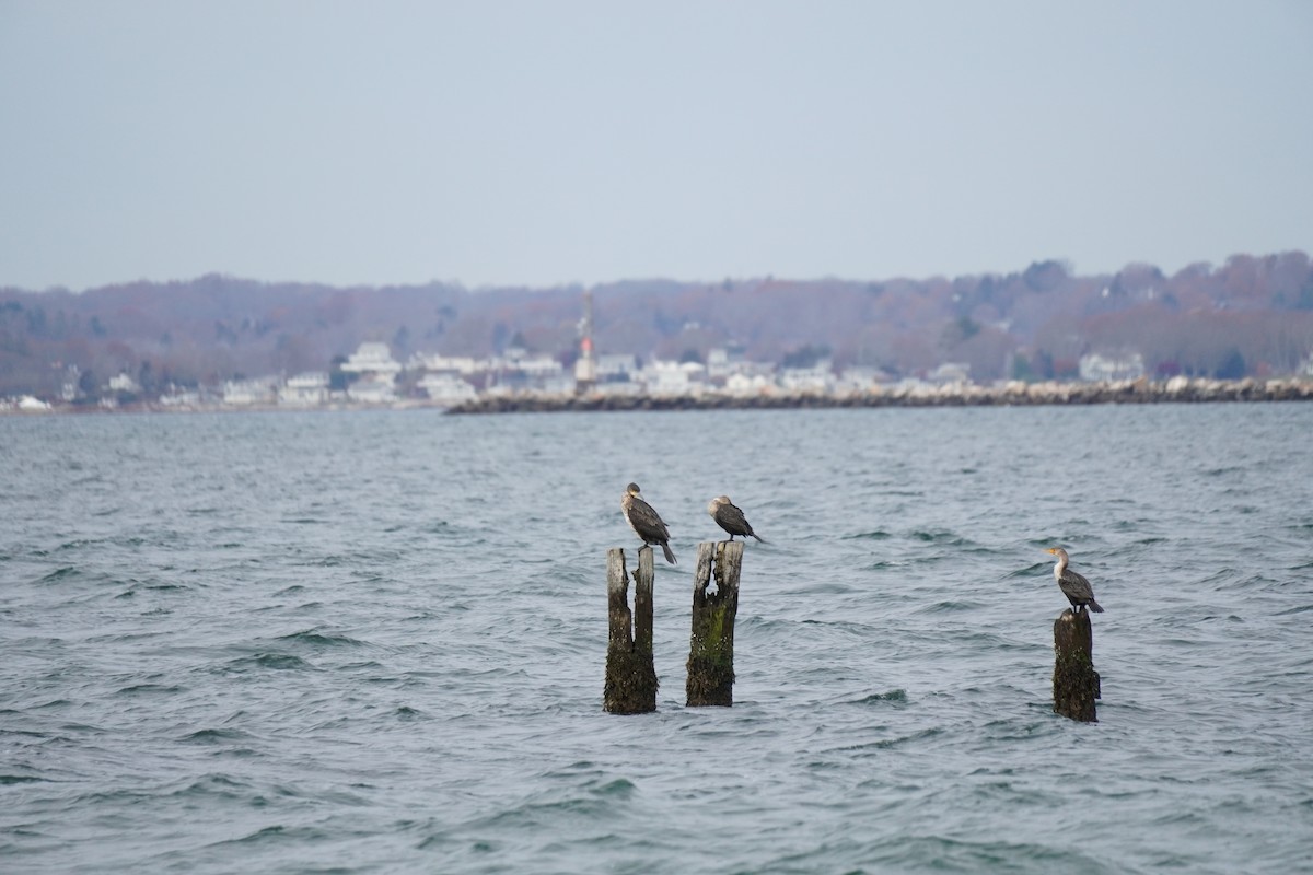 Great Cormorant - ML645876068