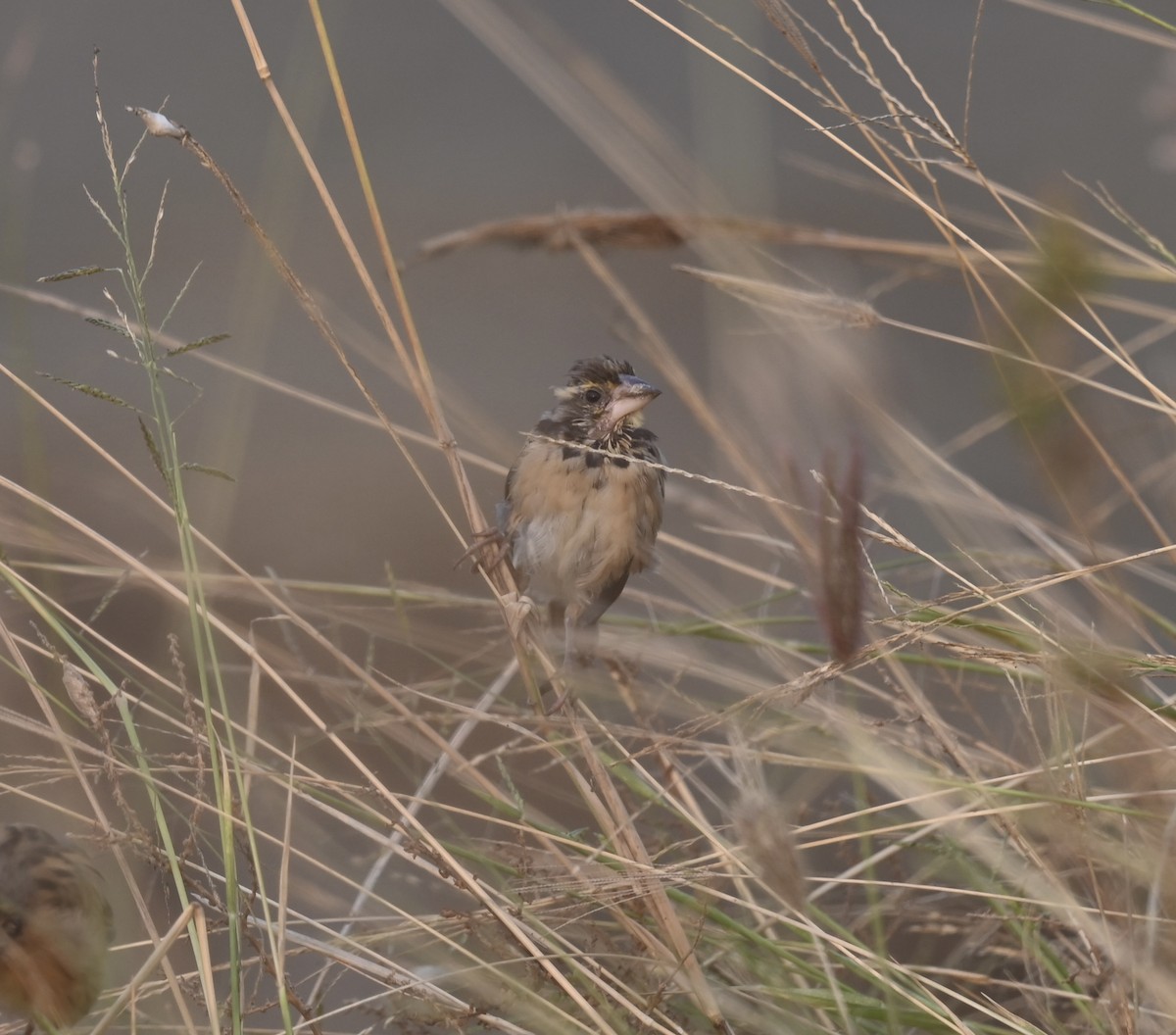 Black-breasted Weaver - ML645876069
