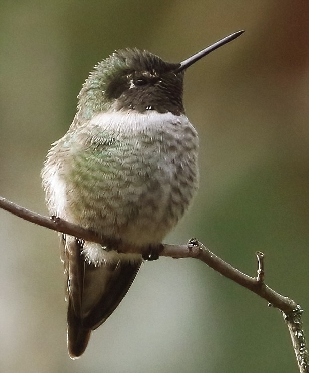 Anna's Hummingbird - ML645876070