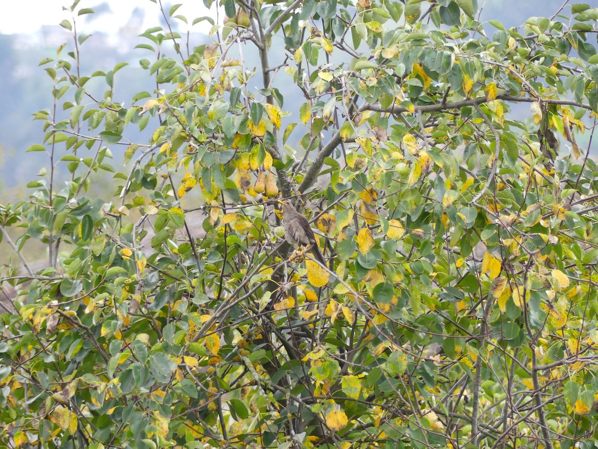 Chiguanco Thrush - ML645876071