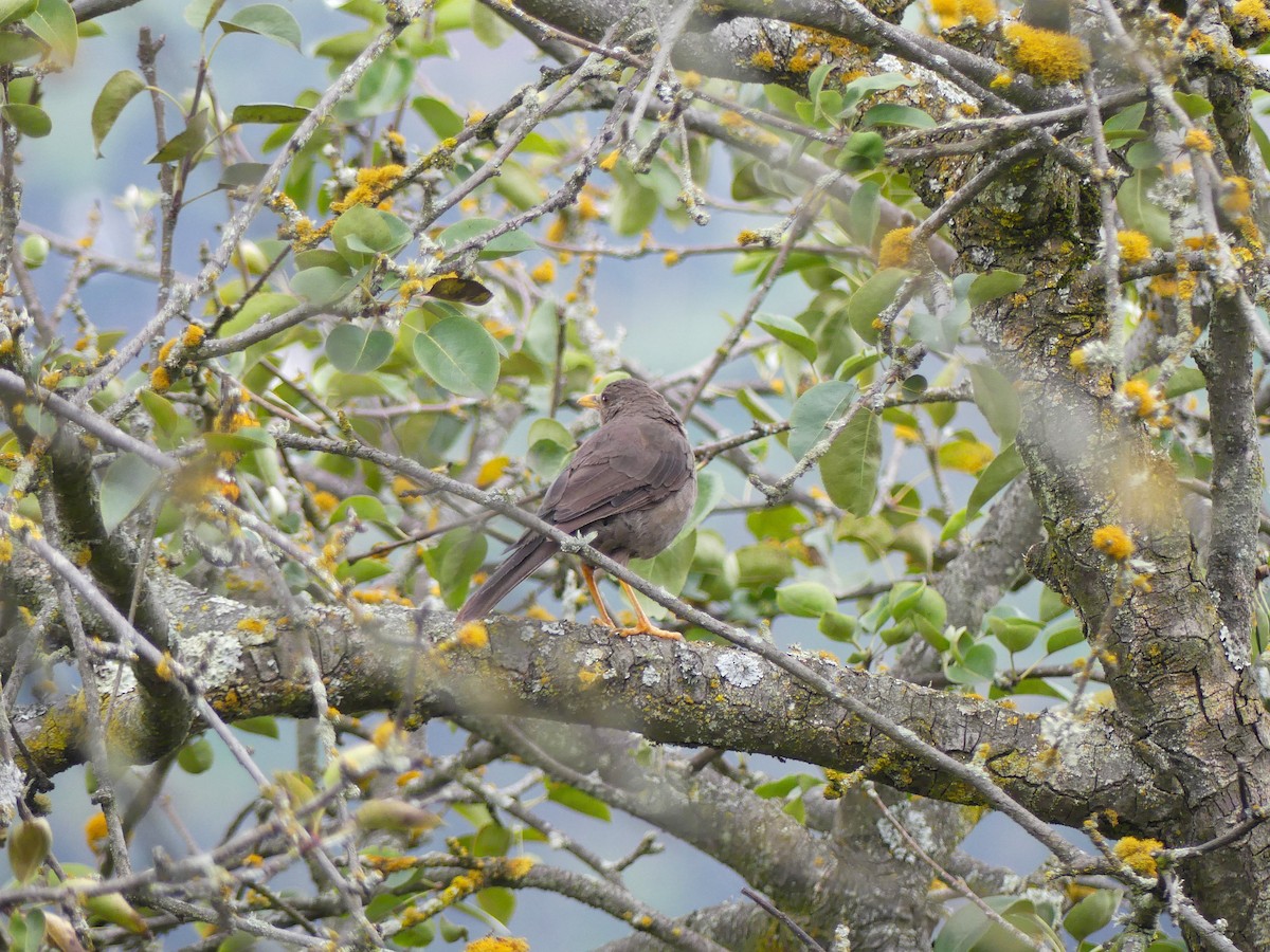 Chiguanco Thrush - ML645876072