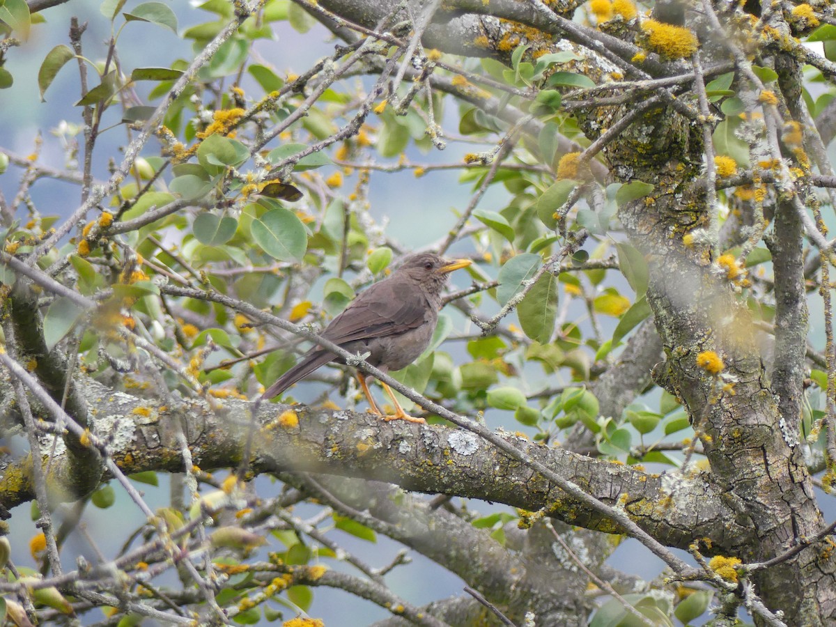Chiguanco Thrush - ML645876073