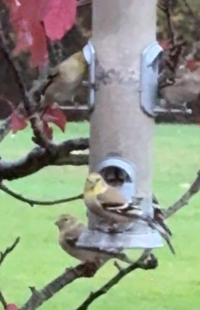 American Goldfinch - ML645876075