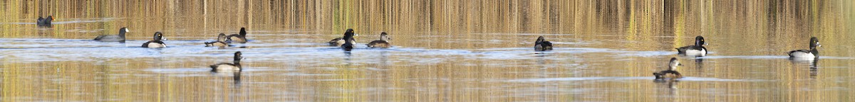 Ring-necked Duck - ML645876076
