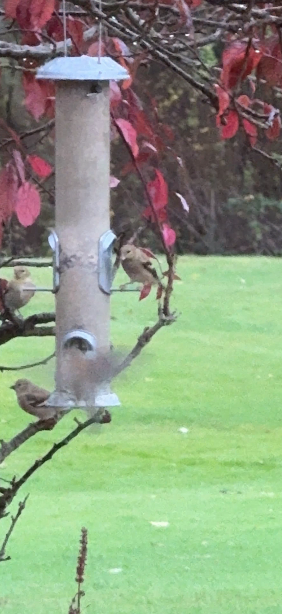 American Goldfinch - ML645876077