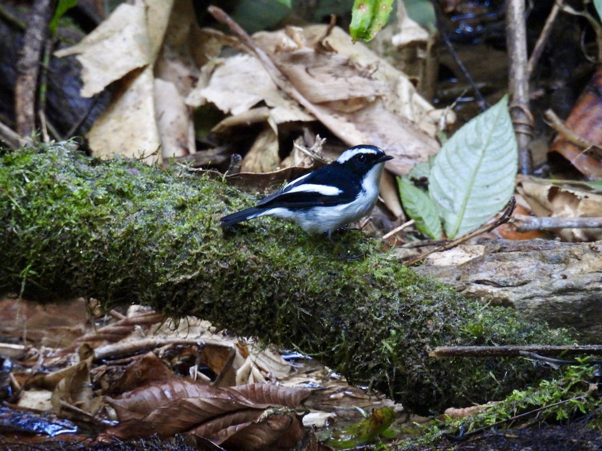 Little Pied Flycatcher - ML645876079