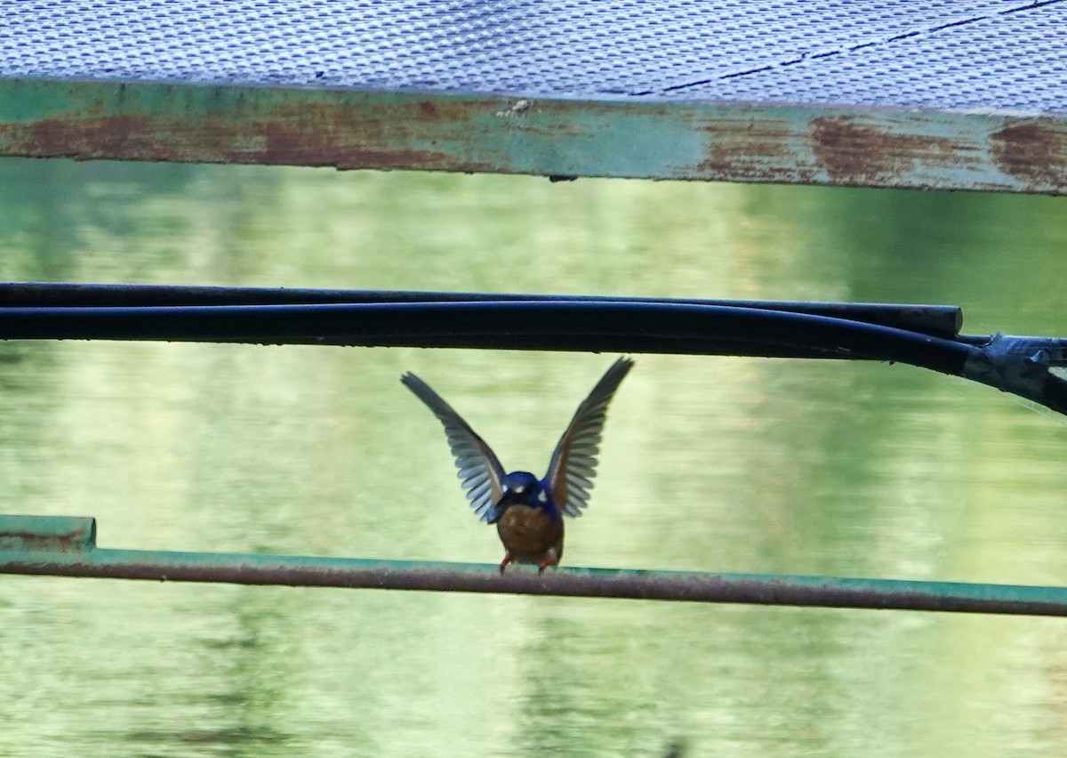 Azure Kingfisher - ML645876081