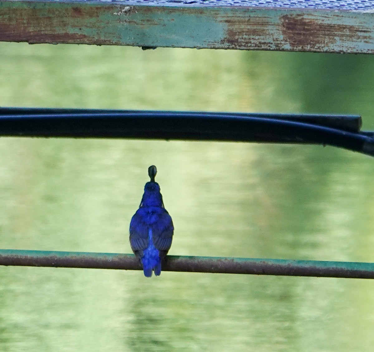 Azure Kingfisher - ML645876083