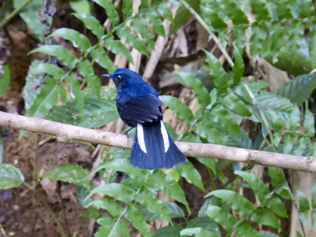 White-tailed Robin - ML645876084