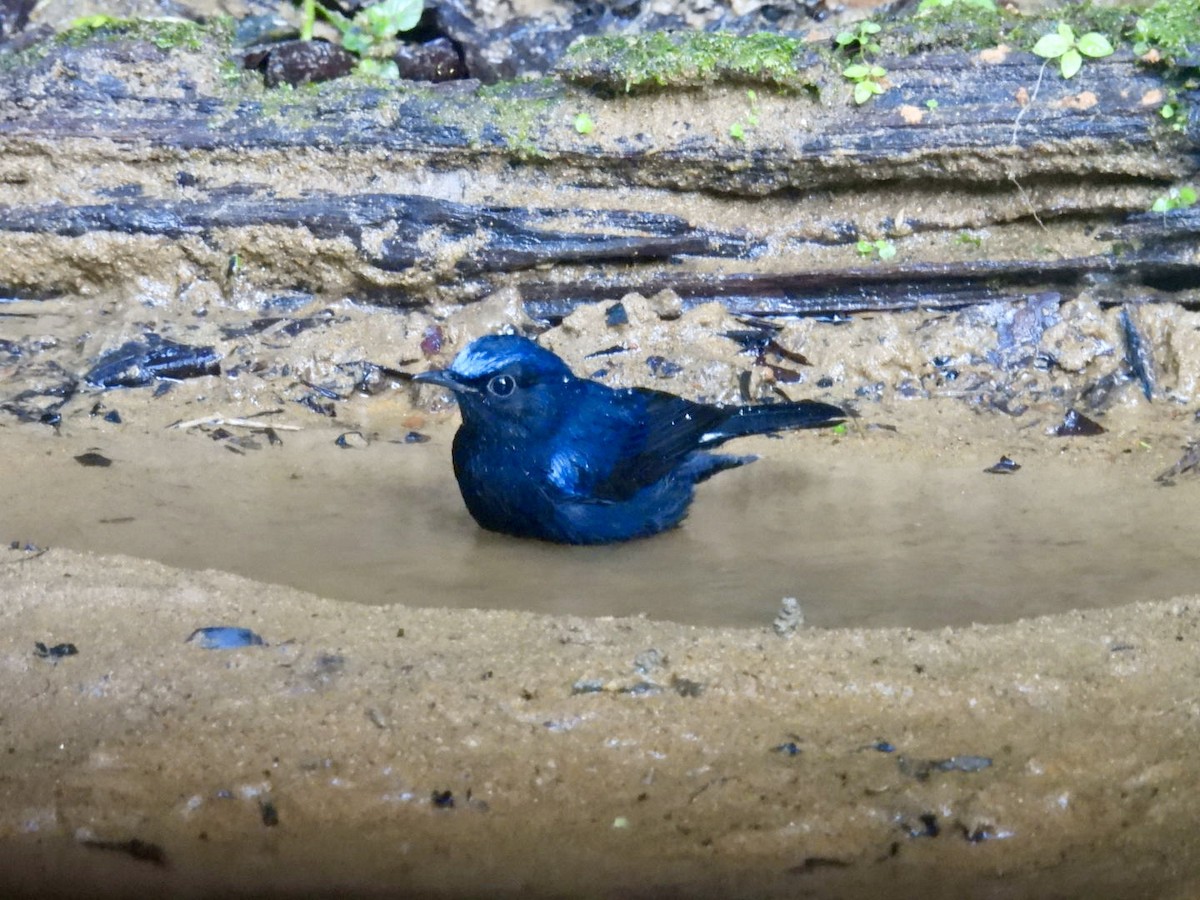 White-tailed Robin - ML645876085