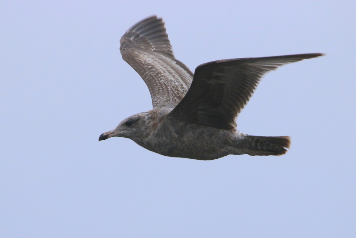 California Gull - ML645876086