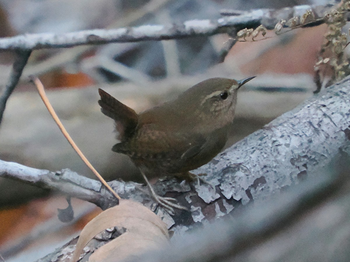 Pacific Wren - ML645876088