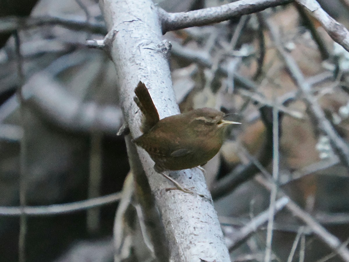 Pacific Wren - ML645876089