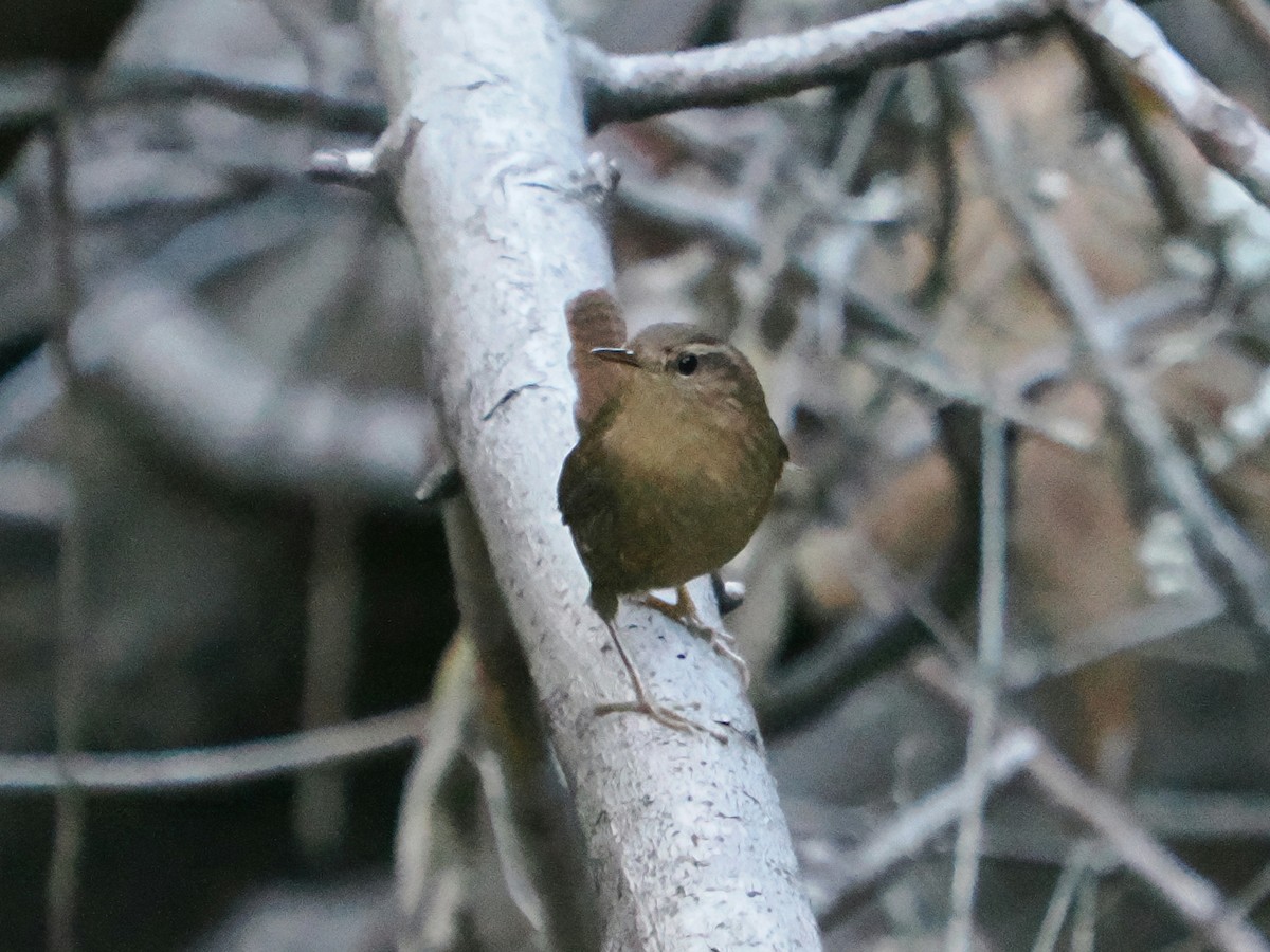 Pacific Wren - ML645876090