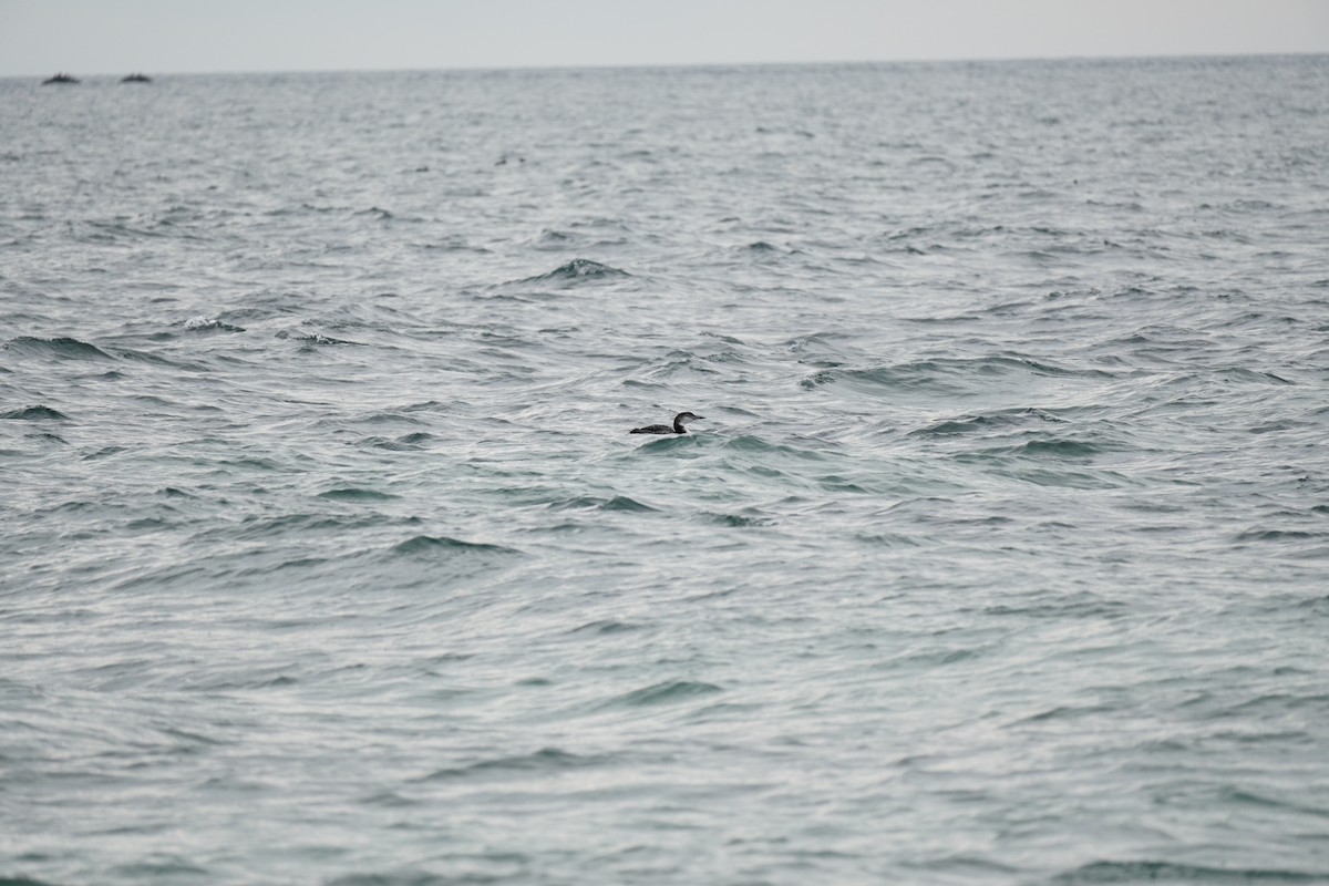 Common Loon - ML645876091