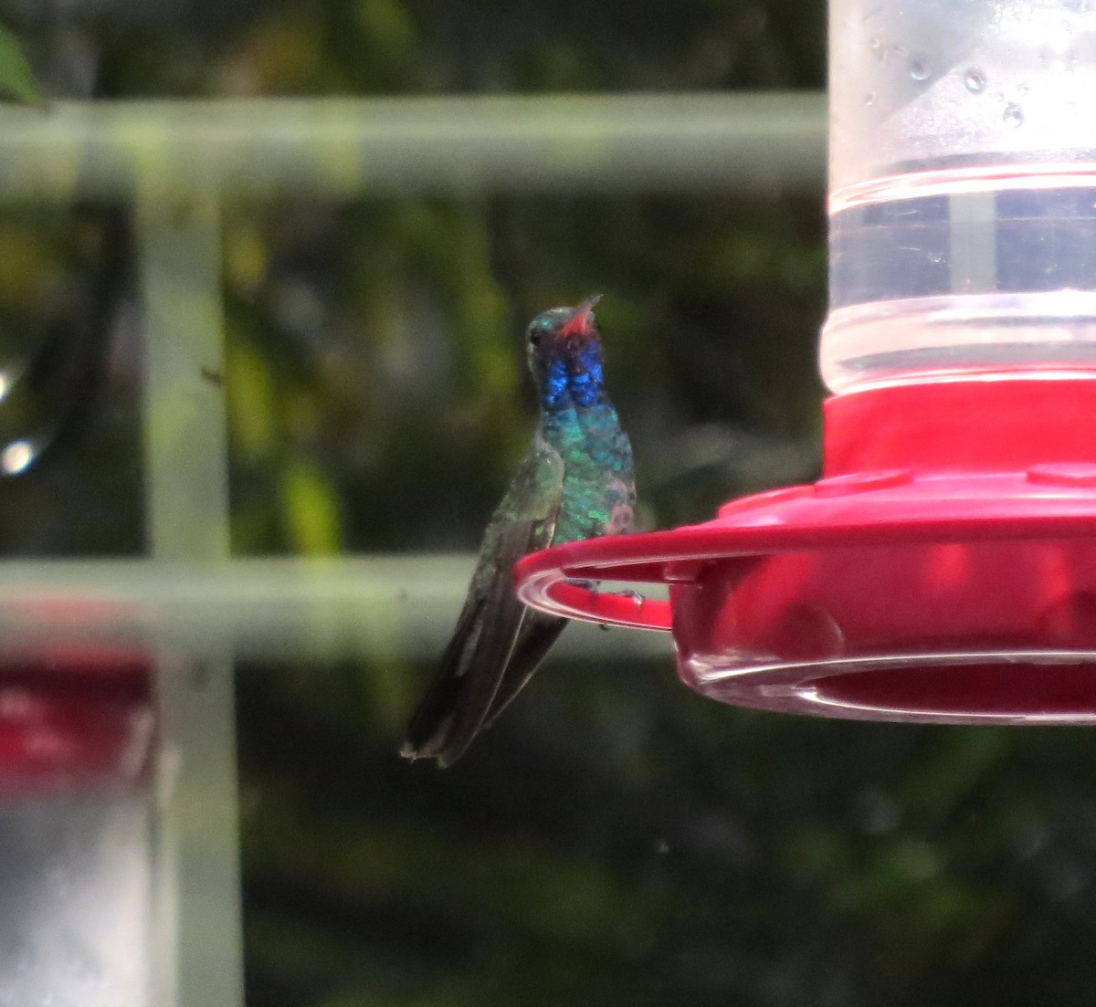 Broad-billed Hummingbird - ML645876093