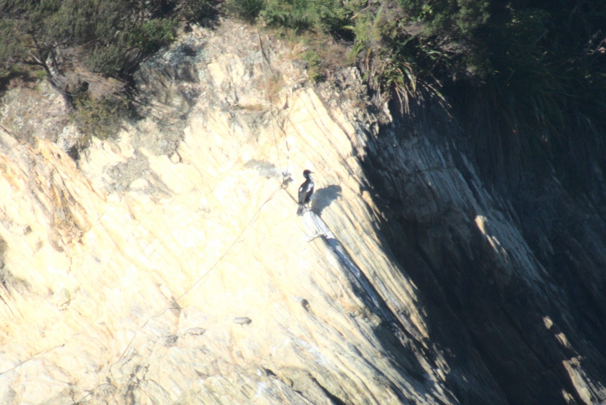 New Zealand King Shag - ML645876094