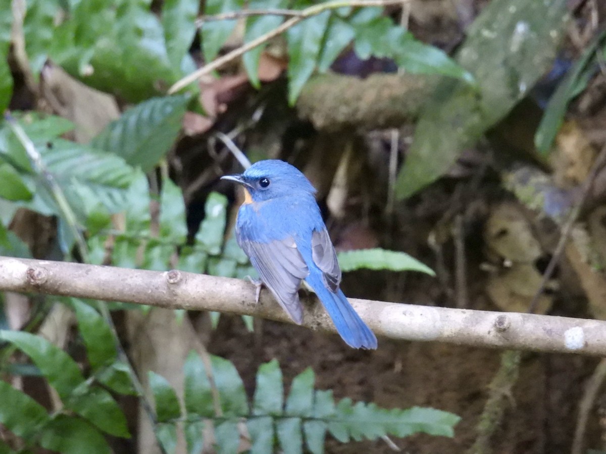 Hill Blue Flycatcher - ML645876095
