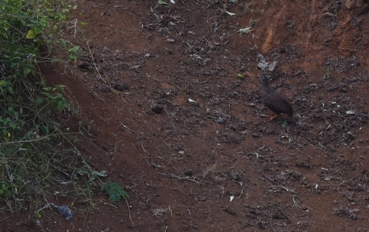 Jackson's Spurfowl - ML645876096