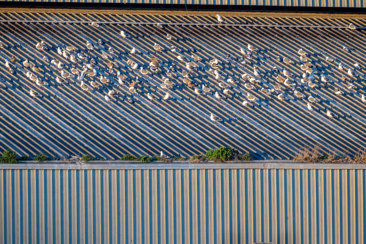 Western Gull - ML645876097