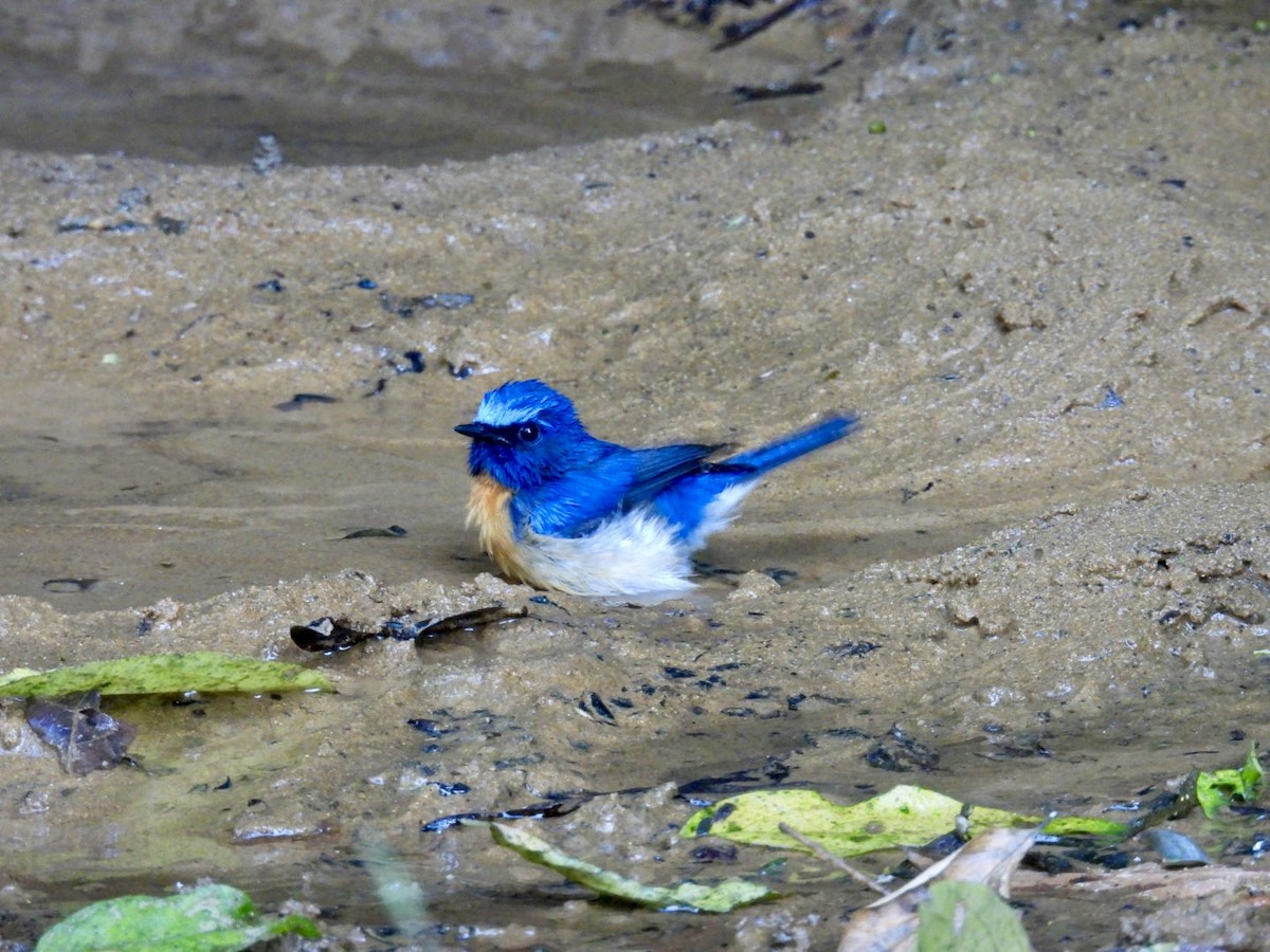 Blue-throated Flycatcher - ML645876099