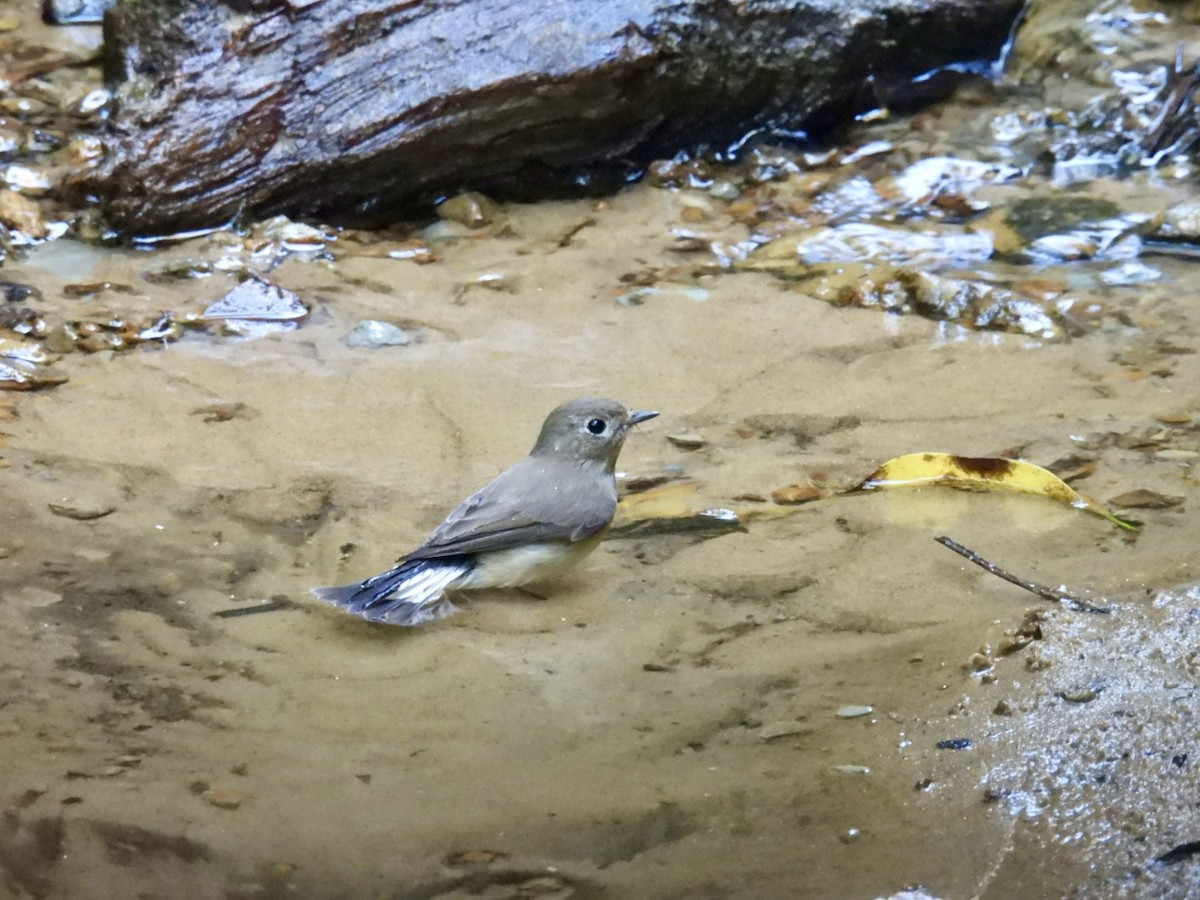 Taiga Flycatcher - ML645876104