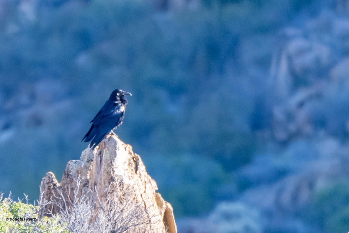 Cuervo Grande - ML645876110