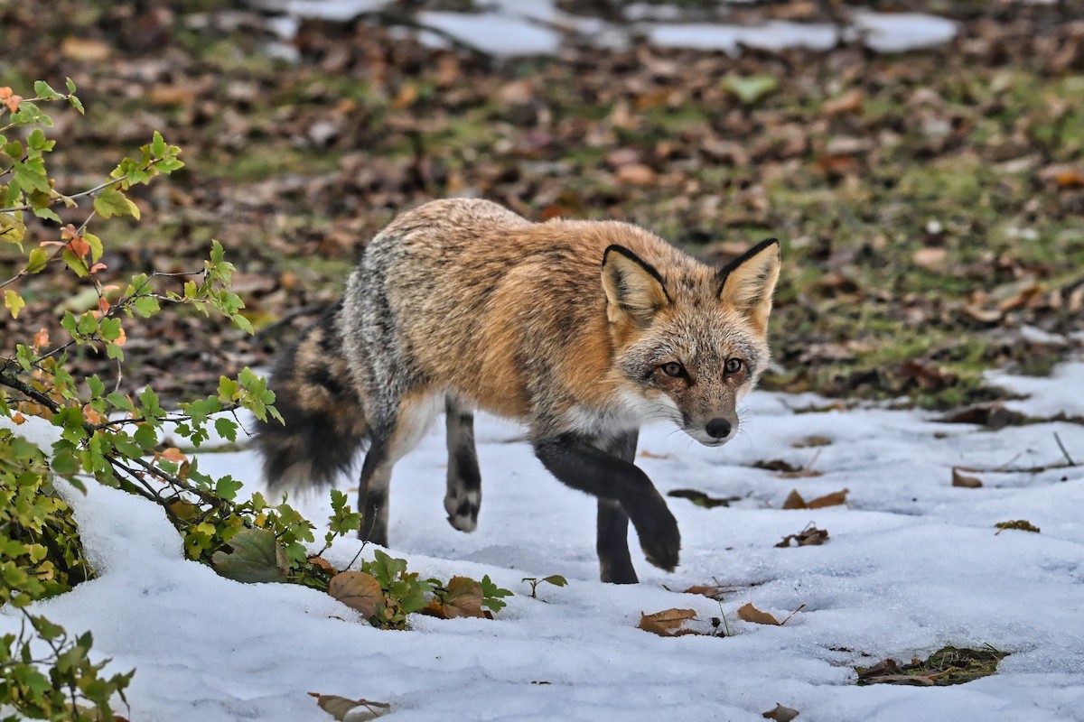 Red Fox - ML645876123