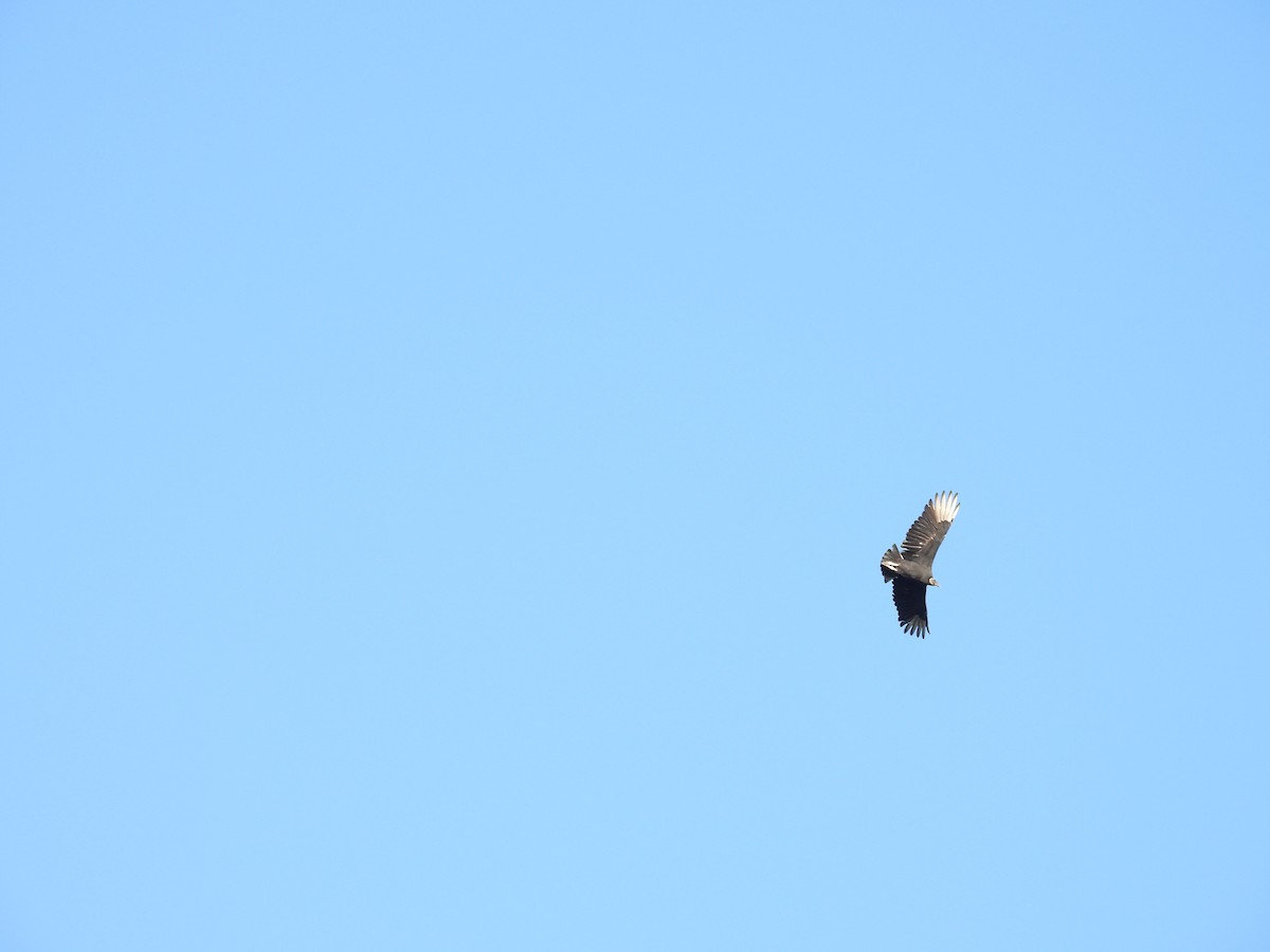 Чёрная катарта - ML645876126