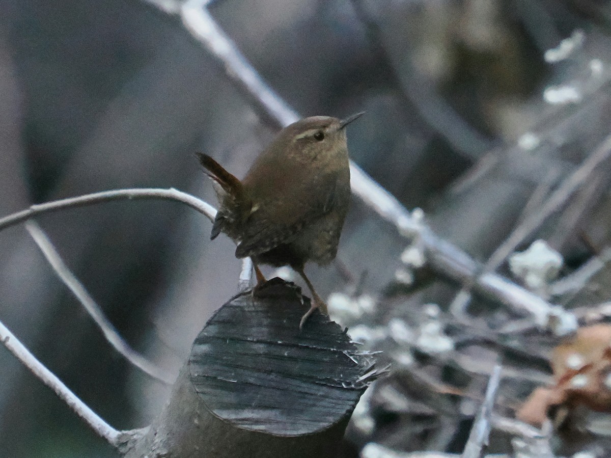 Тихоокеанский крапивник - ML645876128