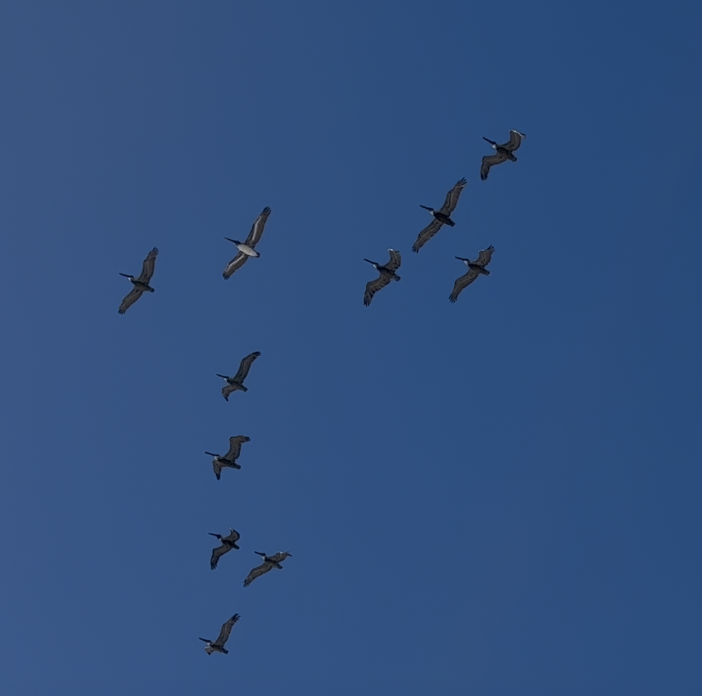 Бурый пеликан - ML645876129