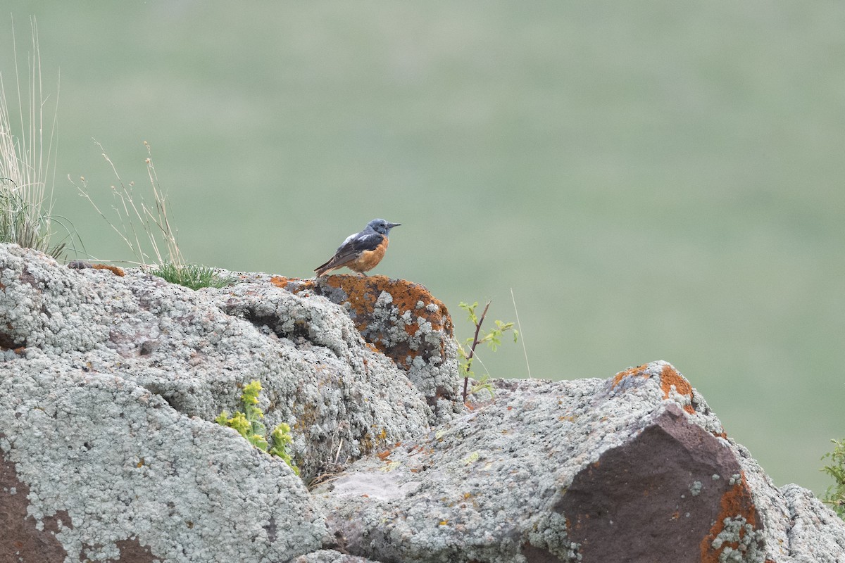 Пёстрый каменный дрозд - ML645876130