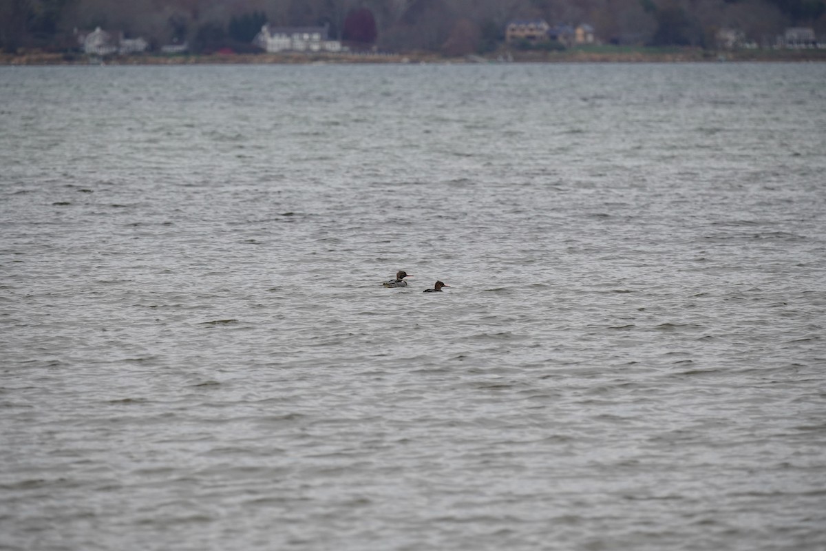 Длинноносый крохаль - ML645876132