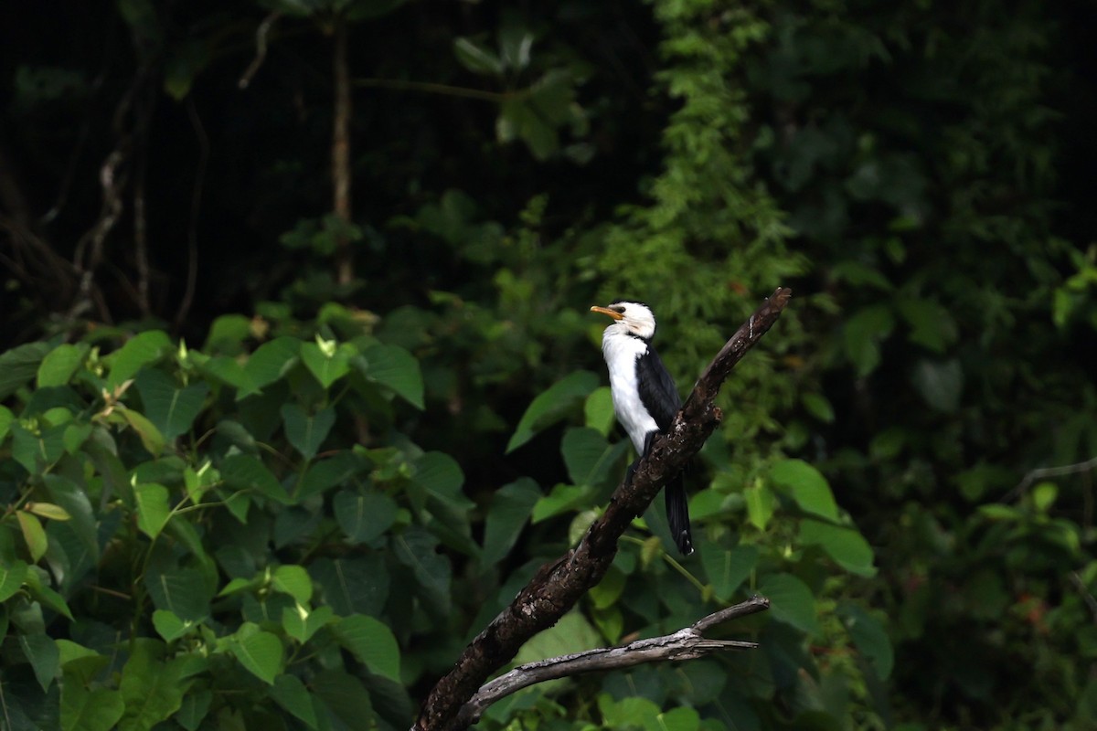 Пёстрый баклан - ML645876134