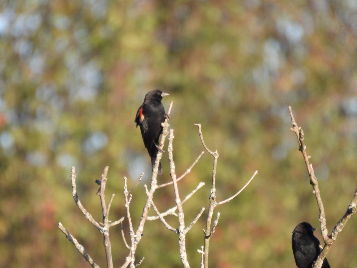 Красноплечий трупиал - ML645876140