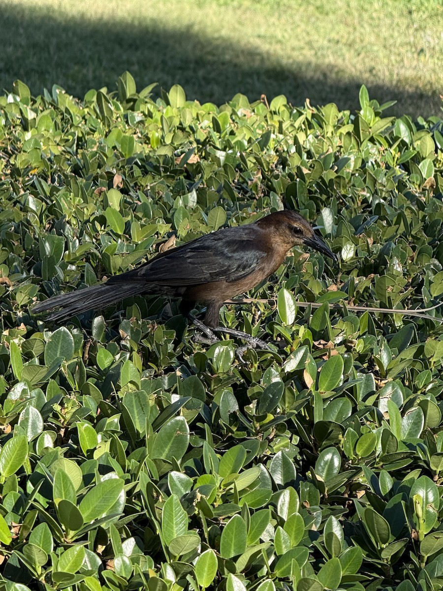 Лодкохвостый гракл - ML645876141