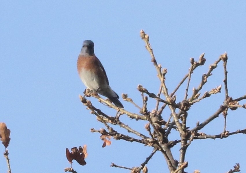 Западная сиалия - ML645876142