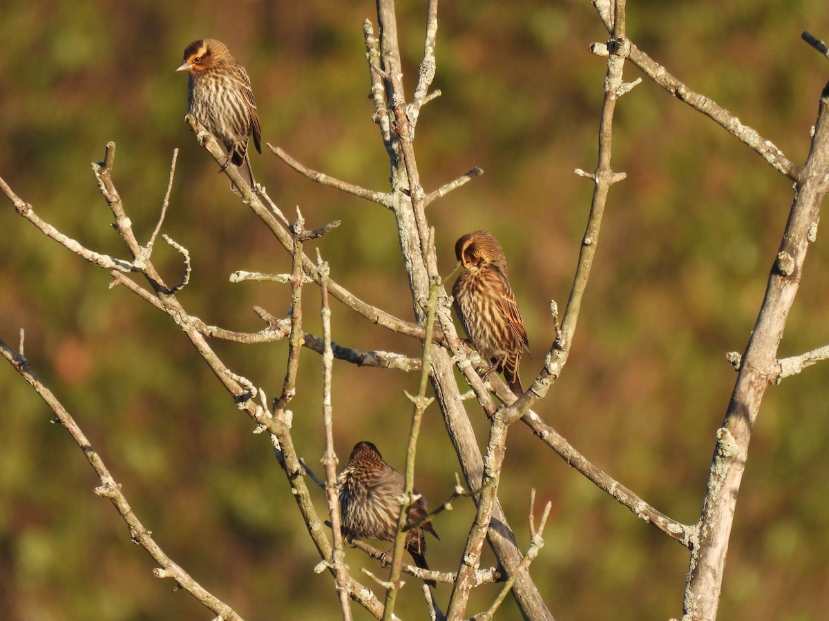 Красноплечий трупиал - ML645876143