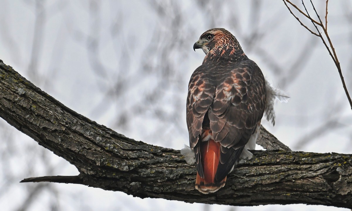 Краснохвостый канюк - ML645876144