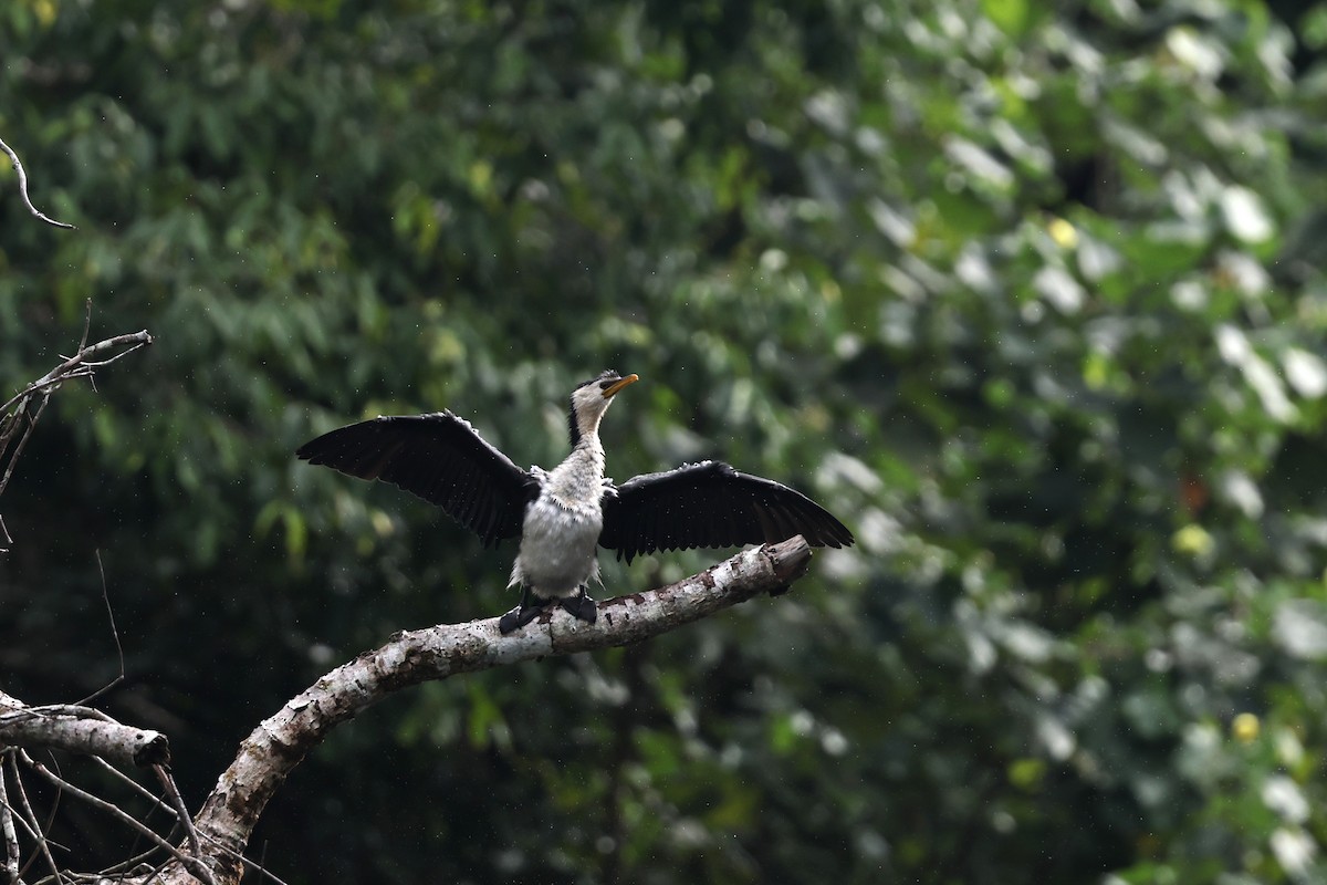 Пёстрый баклан - ML645876145