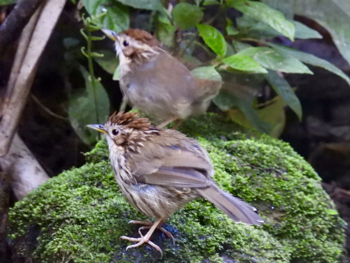 Пятнистогрудая тимелия-говорушка - ML645876153