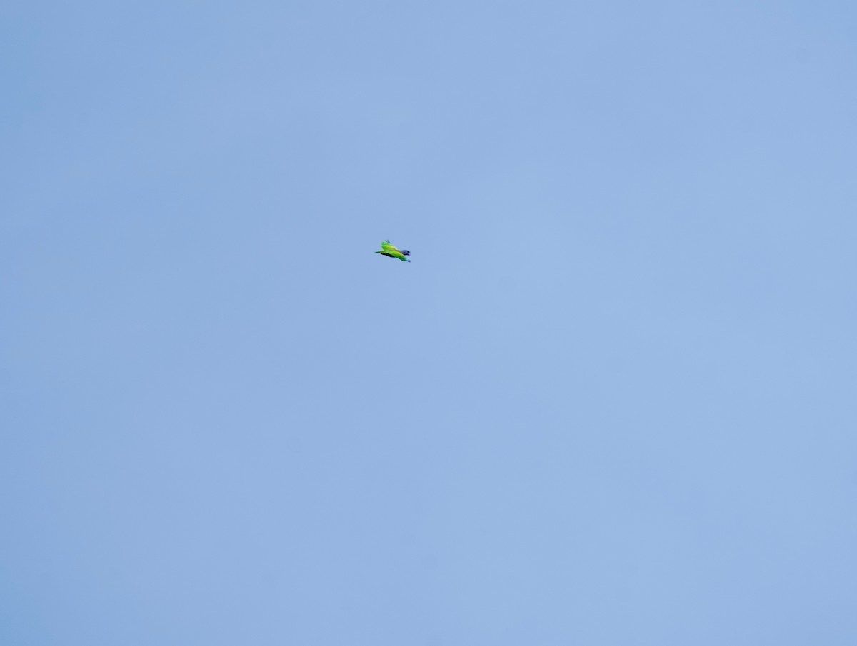 Синеголовый амазонет - ML645876156