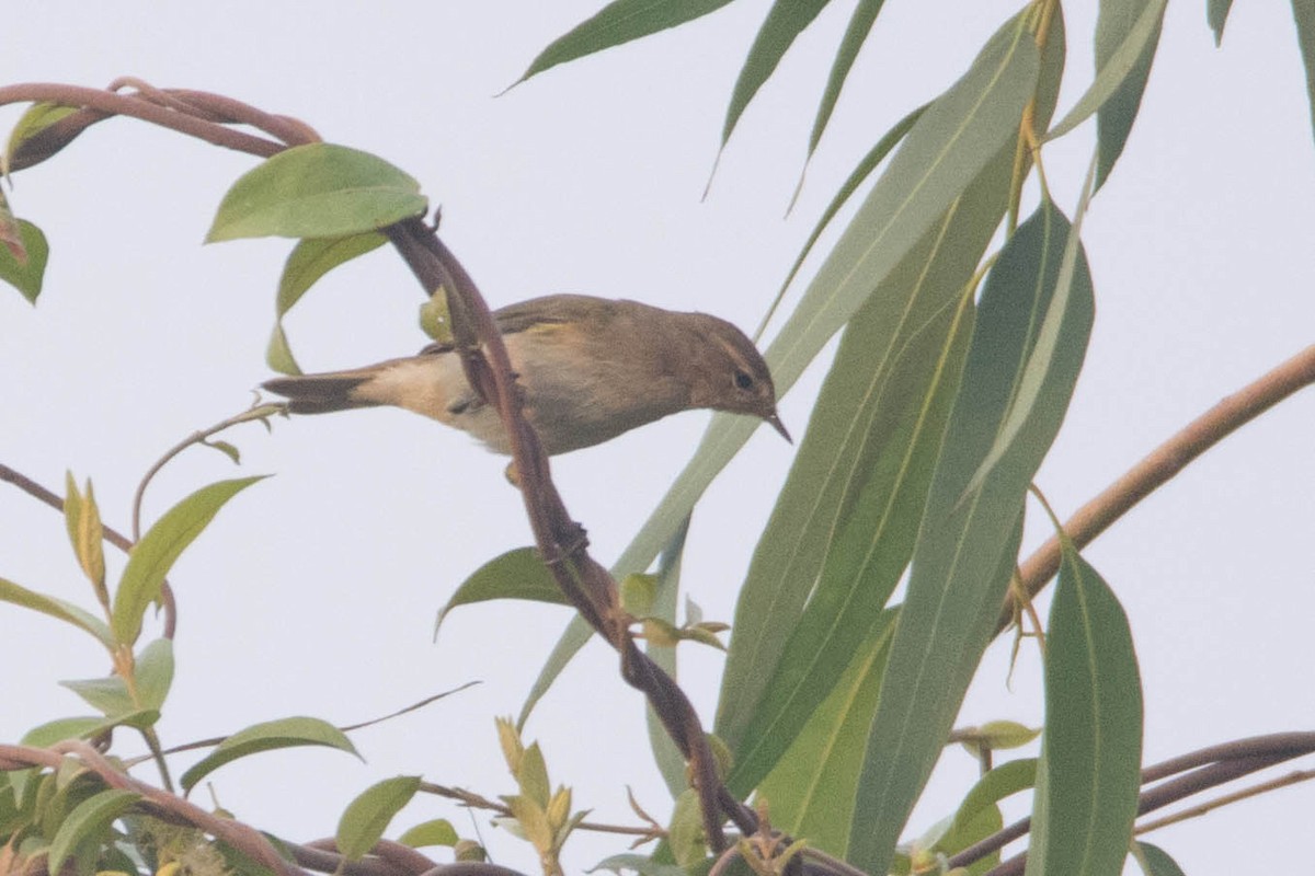 Пеночка-теньковка - ML645876158